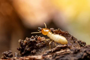 Termite Extermination | Tsebo Pest Control